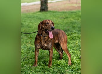 „Mina“, ca. 01.04.2024 geboren, sehr liebe, stattliche, selbstbewusste Plott Hound Mixhündin