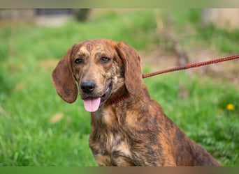 „Mina“, ca. 01.04.2024 geboren, sehr liebe, stattliche, selbstbewusste Plott Hound Mixhündin