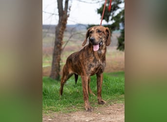 „Mina“, ca. 01.04.2024 geboren, sehr liebe, stattliche und selbstbewusste Plott Hound Mixhündin