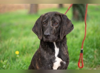 „Roki“, ca. 01.04.2024 geboren, sehr lieber, stattlicher und selbstbewusster Plott Hound Mixhündin,