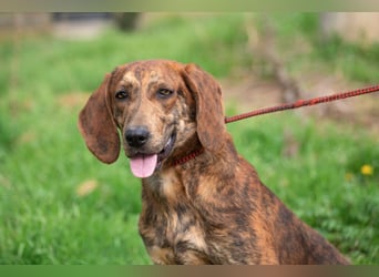 „Mina“, ca. 01.04.2024 geboren, sehr liebe, stattliche und selbstbewusste Plott Hound Mixhündin