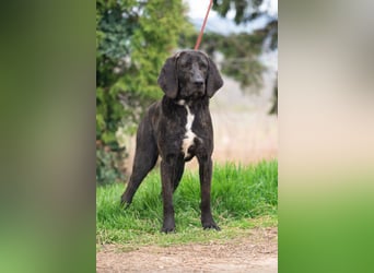 „Roki“, ca. 01.04.2024 geboren, sehr lieber, stattlicher und selbstbewusster Plott Hound Mixhündin,