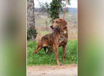 „Mina“, ca. 01.04.2024 geboren, sehr liebe, stattliche und selbstbewusste Plott Hound Mixhündin