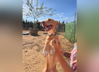 Timon