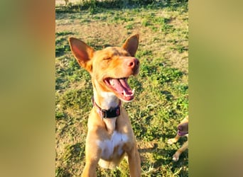 Pumba