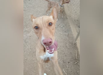 Pumba