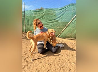 Timon