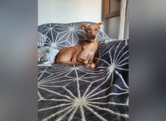 FRITZ - zuckersüßer Podenco sucht Platz als Zweithund FRITZ - zuckersüßer Podenco sucht Platz als Zweithund