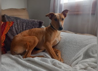 FRITZ - zuckersüßer Podenco sucht Platz als Zweithund FRITZ - zuckersüßer Podenco sucht Platz als Zweithund
