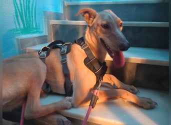 FRITZ - zuckersüßer Podenco sucht Platz als Zweithund FRITZ - zuckersüßer Podenco sucht Platz als Zweithund