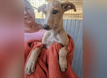 FRITZ - zuckersüßer Podenco sucht Platz als Zweithund FRITZ - zuckersüßer Podenco sucht Platz als Zweithund
