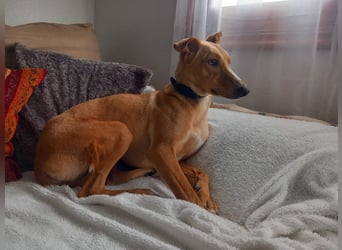 FRITZ - zuckersüßer Podenco sucht Platz als Zweithund FRITZ - zuckersüßer Podenco sucht Platz als Zweithund