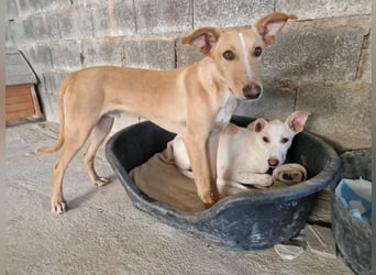 FRITZ - zuckersüßer Podenco sucht Platz als Zweithund FRITZ - zuckersüßer Podenco sucht Platz als Zweithund