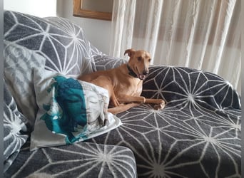 FRITZ - zuckersüßer Podenco sucht Platz als Zweithund FRITZ - zuckersüßer Podenco sucht Platz als Zweithund