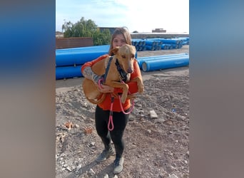 FRITZ - zuckersüßer Podenco sucht Platz als Zweithund FRITZ - zuckersüßer Podenco sucht Platz als Zweithund