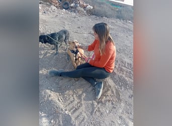 FRITZ - zuckersüßer Podenco sucht Platz als Zweithund FRITZ - zuckersüßer Podenco sucht Platz als Zweithund