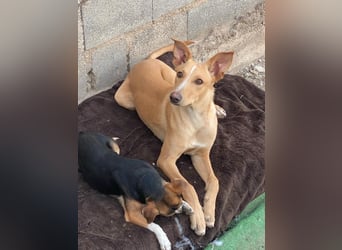 FRITZ - zuckersüßer Podenco sucht Platz als Zweithund FRITZ - zuckersüßer Podenco sucht Platz als Zweithund