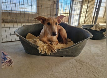 FRITZ - zuckersüßer Podenco sucht Platz als Zweithund FRITZ - zuckersüßer Podenco sucht Platz als Zweithund