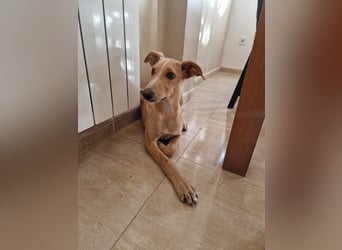 FRITZ - zuckersüßer Podenco sucht Platz als Zweithund FRITZ - zuckersüßer Podenco sucht Platz als Zweithund