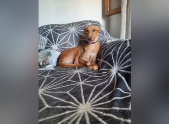 FRITZ - zuckersüßer Podenco sucht Platz als Zweithund FRITZ - zuckersüßer Podenco sucht Platz als Zweithund