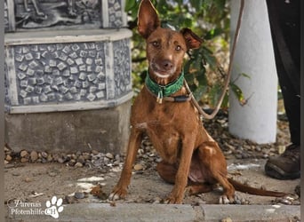 Harmony genießt jede Aufmerksamkeit