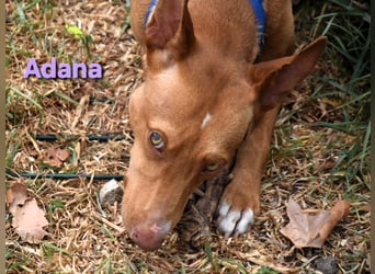Adana geb. 01/2024 (ESP) - verschmuste und kluge Podenco Andaluz Hündin! Adana geb. 01/2024 (ESP) - verschmuste und kluge Podenco Andaluz Hündin!