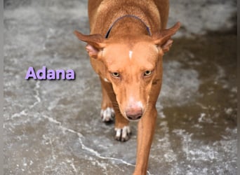 Adana geb. 01/2024 (ESP) - verschmuste und kluge Podenco Andaluz Hündin! Adana geb. 01/2024 (ESP) - verschmuste und kluge Podenco Andaluz Hündin!