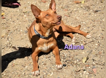 Adana geb. 01/2024 (ESP) - verschmuste und kluge Podenco Andaluz Hündin! Adana geb. 01/2024 (ESP) - verschmuste und kluge Podenco Andaluz Hündin!