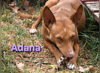 Adana geb. 01/2024 (ESP) - verschmuste und kluge Podenco Andaluz Hündin! Adana geb. 01/2024 (ESP) - verschmuste und kluge Podenco Andaluz Hündin!