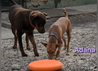 Adana geb. 01/2024 (ESP) - verschmuste und kluge Podenco Andaluz Hündin! Adana geb. 01/2024 (ESP) - verschmuste und kluge Podenco Andaluz Hündin!