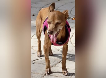 Flor - verschmust, aufmerksam und freundlich