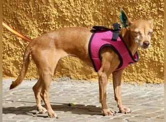 Flor - verschmust, aufmerksam und freundlich