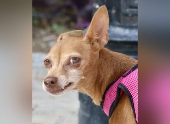 Flor - verschmust, aufmerksam und freundlich