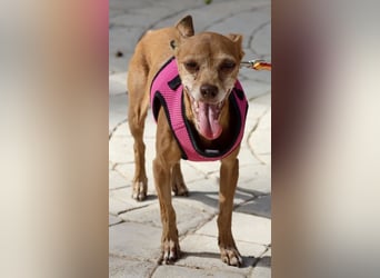 Flor - verschmust, aufmerksam und freundlich