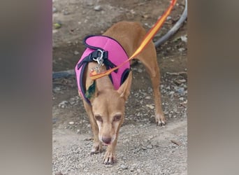 Flor - verschmust, aufmerksam und freundlich