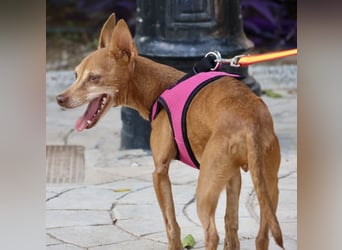 Flor - verschmust, aufmerksam und freundlich