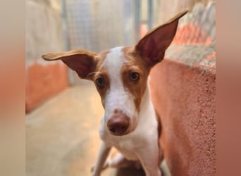 Zuckersüßer DILAN-sanfte Seele auf der Suche nach ihrer liebevollen Für-immer-Familie