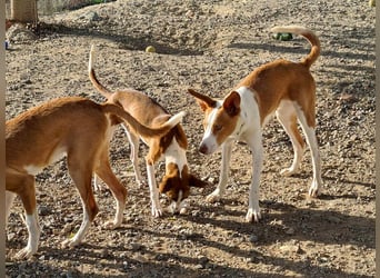Zuckersüßer DILAN-sanfte Seele auf der Suche nach ihrer liebevollen Für-immer-Familie