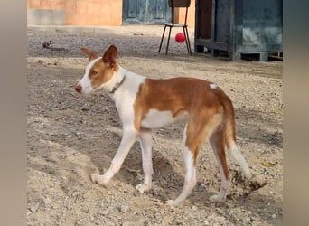 Zuckersüßer DILAN-sanfte Seele auf der Suche nach ihrer liebevollen Für-immer-Familie