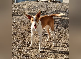 Zuckersüßer DILAN-sanfte Seele auf der Suche nach ihrer liebevollen Für-immer-Familie