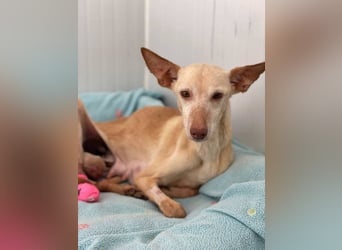 Lucia (Spanien) – zartes Herz sucht einfühlsames Zuhause