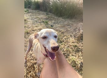Lucia (Spanien) – zartes Herz sucht einfühlsames Zuhause