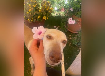 Lucia (Spanien) – zartes Herz sucht einfühlsames Zuhause