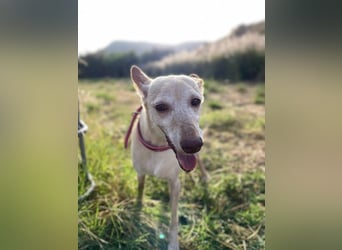 Lucia (Spanien) – zartes Herz sucht einfühlsames Zuhause