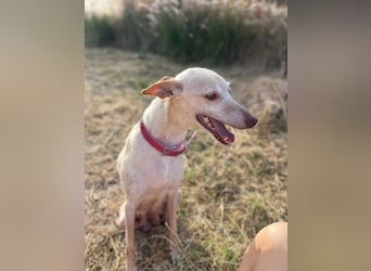 Lucia (Spanien) – zartes Herz sucht einfühlsames Zuhause