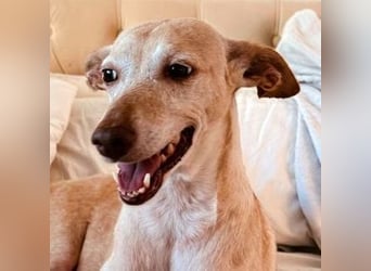 Lucia (Spanien) – zartes Herz sucht einfühlsames Zuhause