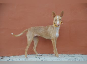 Darf Penny gemeinsam mit Ihnen die kalten Wintertage auf der Couch verbringen?