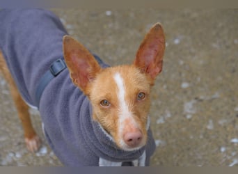 Darf Penny gemeinsam mit Ihnen die kalten Wintertage auf der Couch verbringen?