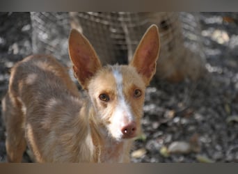 Darf Penny gemeinsam mit Ihnen die kalten Wintertage auf der Couch verbringen?