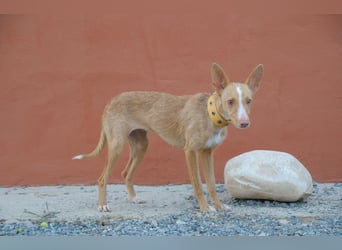 Darf Penny gemeinsam mit Ihnen die kalten Wintertage auf der Couch verbringen?